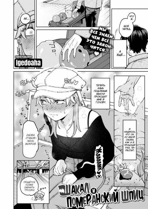 Jackals & Pomeranians / Шакал и померанский шпиц